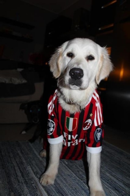 araztmfcqaaycnn